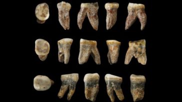 اكتشاف أحافير تعود لنوع غير معروف من البشر - اكتشف علماء آثار في الصين أسناناً لا تبدو أنها تنتمي لأي فصيلة معروفة من البشر