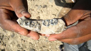 أحفورة جديدة تعيد زمن ظهور جنسنا Homo أربعمئة ألف عام إلى الوراء - أحفورة تعود للجنس البشري عمرها يفوق عمر أقدم مجموعة أحفورية مكتشفة