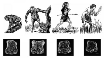 الهيكل العظمي للبشر أصبح أخف وزنًا مع مرور الزمن - مقارنة عظام الشمبانزى مع عظام الإنسان المعاصر - تطور الهيكل العظمي للبشر