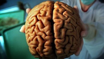 تقلص دماغ الانسان عبر الـ 20 ألف سنة الماضية - لماذا يتقلص دماغ البشر مع مرور الوقت؟ هل هناك عواقب لتقلص دماغ الإنسان؟