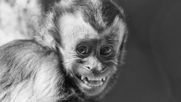 ما هو الأصل التّطوريّ للابتسامات الحقيقيّة والضّحك؟ صغار القردة المبتسمون وجذور الضحك التطورية - تطور تعابير الضحك