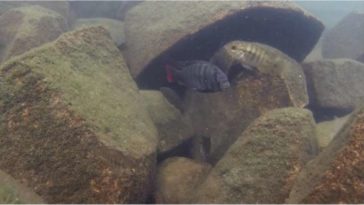 توصل العلماء الى حل لتطور الاسماك الغامض - اكتشف باحثون من جامعة وايومنغ نوعًا من الأسماك التي تطورت في بحيرة فكتوريا