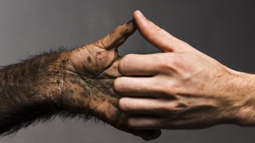 كيف زودت العملية التطورية أيدينا بخمسة اصابع ؟ هل تساءلت يوماً لماذا زوّدت أيدينا بخمسة أصابع حصرًا وليس أقل أو أكثر؟
