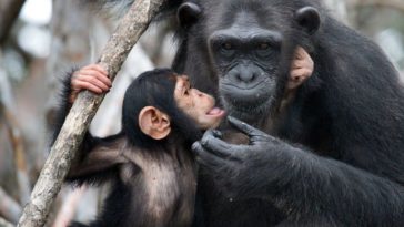 مراقبة سلوك التعليم بين أبناء عمومتنا من الشمبانزي لأول مرة! - الأدلة على تعليم الأفراد البالغين للأطفال المهارات