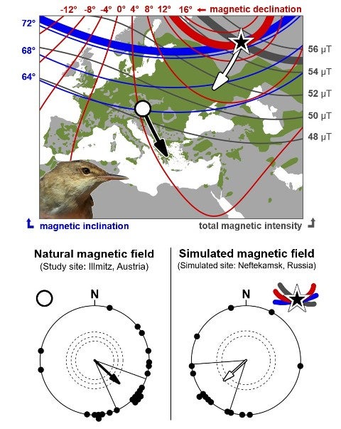 Magnetic inclination map - نظرية التطور - التطور بالعربية