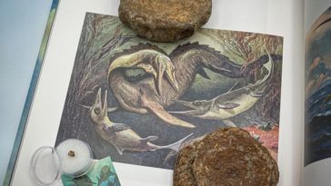 فريق بحثي سويدي يفحص عينةً من الدهون الإكثيوصورية المتحجرة يعود تاريخها إلى 180 مليون سنة - الإكثيوصور الأحفوري
