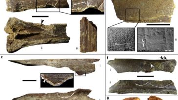 مجموعة من الأدوات الحجرية، وعظام حيوانات يظهر عليها آثار تفاعل بشري، تم استخراجهم من موقع "طعس الغطى" Credit: Nature Ecology & Evolution 2018