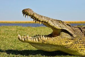 تمساح النيل (Crocodylus niloticus) مفتوح الفكين على ضفة أحد أنهار بتسوانا، أفريقيا. Credit: Christian Heinrich/Getty Images/imageBROKER RF