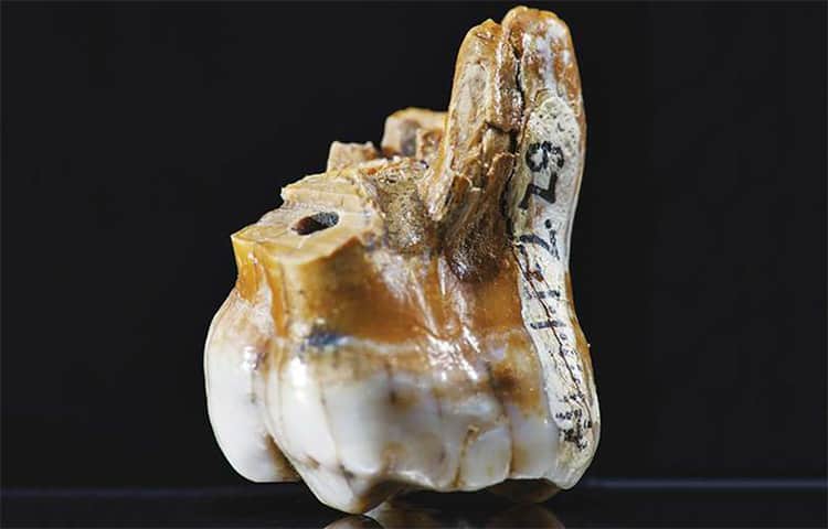 Evolutionary Origin Of Teeth