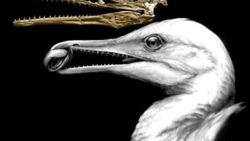 عاش قبل نحو 85 مليون عام في منطقة البحر الدافئ الضحل الذي كان يقسم أمريكا الشمالية - الديناصورات والطيور