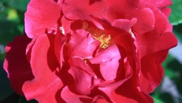 تمكَّن فريق دولي من الكشف عن التسلسل الجيني لشجيرة الورد "Rose Bush"، مما يساهم في فهم رائحة الزهور الجذابة