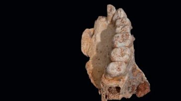 الجزء المكتشَف من عظمة الفك يوحي بأن جنسنا البشري بدأ في الترحال إلى الخارج مبكرًا عما كان يُعتقَد سابقًا بـ50 ألف سنة