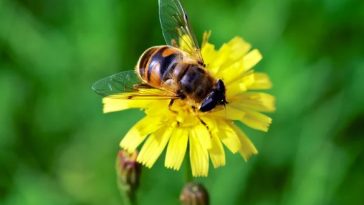 النحل الطنَّان يسْعَى وراء الزهور التي يحمل رحيقها رائحة النِّيكوتين،ويبْدُو أن تلك المادة تُحسِّن ذاكرة النحل أيضًا. تقرير لكريستوفر إنتالياتا