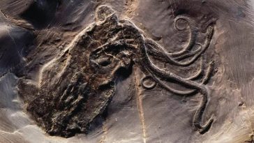 علماء الحفريات يبثون الحياة في إحدى حفريات رأسيات الأرجل التي حفظتها لنا الطبيعة في حالة جيدة.