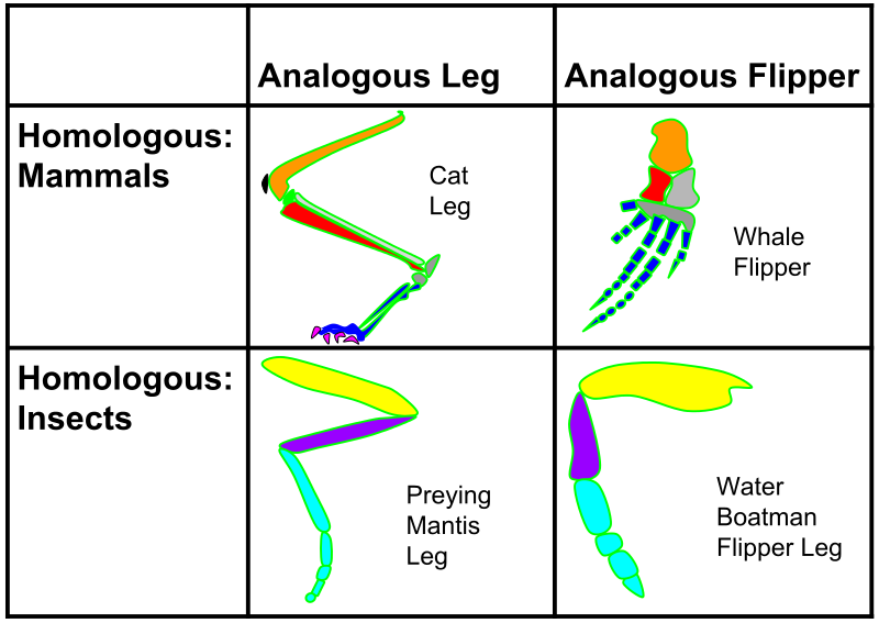 Analogous And Homologous Structures Svg نظرية التطور التطور بالعربية