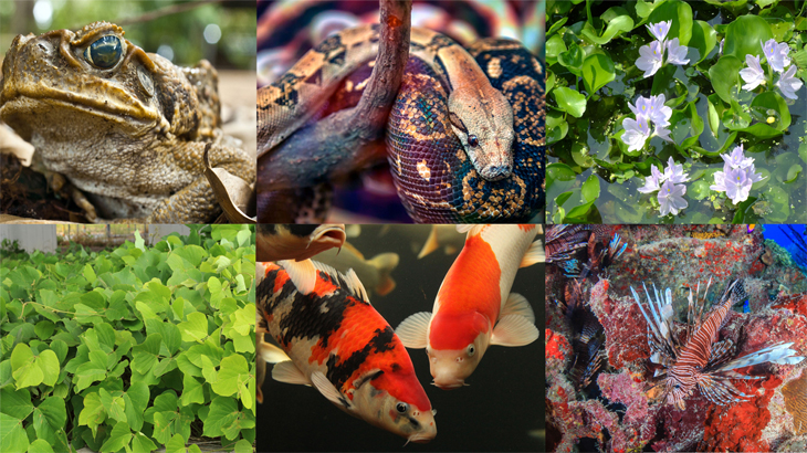 invasive-species-plants-animals - نظرية التطور - التطور بالعربية