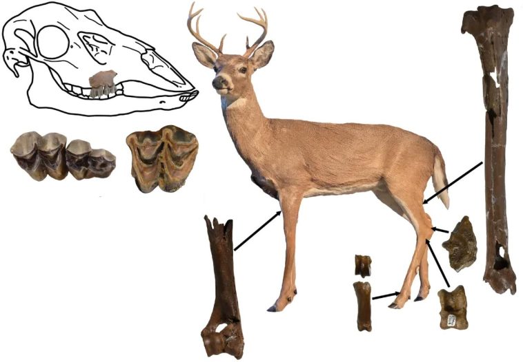 أحفورة أيل قديم في موقع غراي فوسيل تكشف أقدم سجلات الأيائل بأمريكا الشمالية، وتوضح جذور أيل فرجينيا الأبيض الذيل قبل 5 ملايين عام