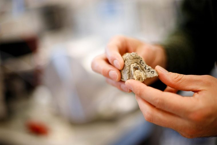 اكتشاف بروتينات محفوظة في أسنان متحجرة عمرها 18 مليون عام بكينيا يكشف أسرار حياة الثدييات وتطورها بتقنيات تحليل متقدمة.