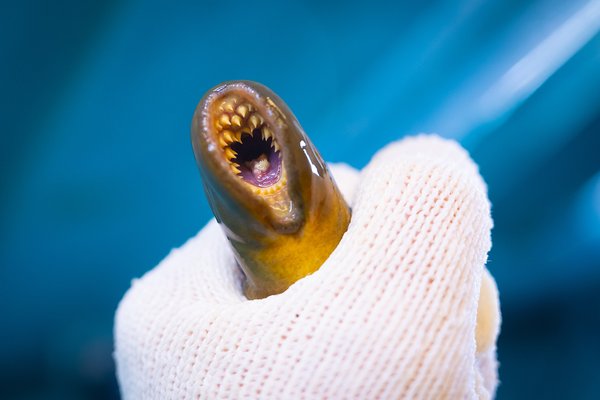 دراسة تكشف أن تطور الغدة الدرقية قبل 500 مليون سنة ارتبط بخلايا العرف العصبي، ما حول القلم الداخلي البدائي إلى أول غدة صماء في الفقاريات