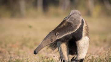 دراسة تكشف أن الثدييات طورت عادة التهام النمل والأرضة بشكل مستقل 12 مرة منذ 66 مليون سنة، في مثال بارز على التطور التقاربي
