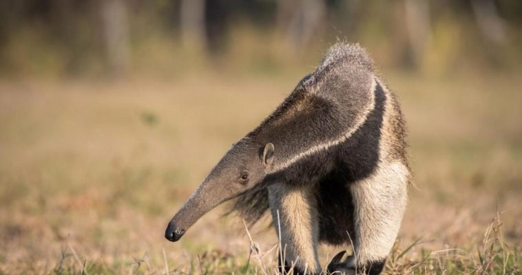 دراسة تكشف أن الثدييات طورت عادة التهام النمل والأرضة بشكل مستقل 12 مرة منذ 66 مليون سنة، في مثال بارز على التطور التقاربي