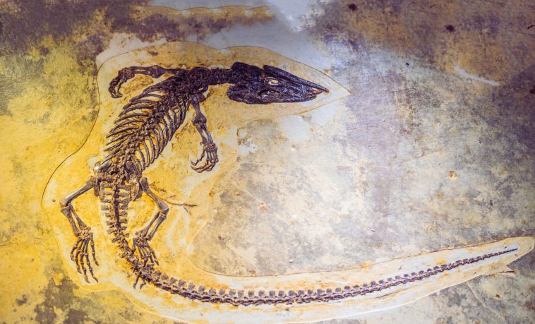 أقدم حفرية لدعاميات الأسنان تقلّص الفجوة التطورية إلى 33 مليون سنة، كاشفةً تنوعها البيئي المبكر رغم انقراضها الكامل لاحقًا