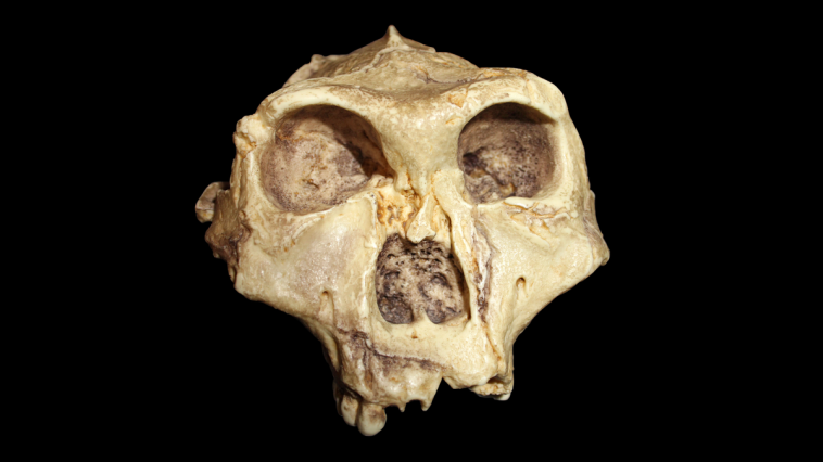 أحافير بارانثروبوس روبستوس تكشف عن قريب قوي البنية من البشر الأوائل عاش قبل مليوني عام، وتثير تساؤلات حول تنوعه وعلاقته بتطور الإنسان