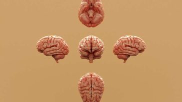 دراسة تربط ارتفاع معدلات التوحد بتطور عصبي بشري فريد، كاشفةً عن خلية تتطور سريعًا وقد تفسر انتشار الاضطراب مقارنةً بسائر الكائنات