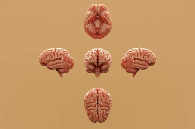 دراسة تربط ارتفاع معدلات التوحد بتطور عصبي بشري فريد، كاشفةً عن خلية تتطور سريعًا وقد تفسر انتشار الاضطراب مقارنةً بسائر الكائنات