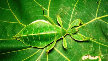 أحفوريات جديدة تكشف حشرات من العصر الجوراسي تحاكي أوراق البينيتيات بدقة، مقدمة أول دليل قاطع على تطور تقليد الأوراق دفاعًا من الافتراس