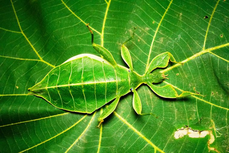 أحفوريات جديدة تكشف حشرات من العصر الجوراسي تحاكي أوراق البينيتيات بدقة، مقدمة أول دليل قاطع على تطور تقليد الأوراق دفاعًا من الافتراس