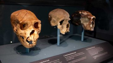 البشرية قد تمر بتحول تقوده الثقافة لا الجينات؛ ممارسات تنتشر أسرع من التطور الجيني وتعيد تشكيل قدرة الإنسان على التكيف عبر الأجيال المقبلة