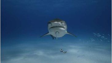 أغلب أسماك القرش ليست مفترسات عملاقة؛ فثلاثة أنواع فقط تمثل 0.6% من أكثر من 500 نوع متنوع يختلف في الشكل والحجم والسلوك بشكل مذهل