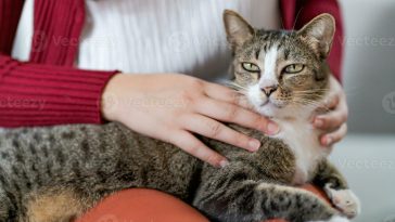 تحليل حمض نووي لبقايا عمرها 5000 عام يكشف أن القطط قرب المجتمعات الزراعية الصينية كانت قططًا نمرية لا منزلية.