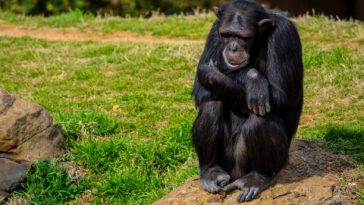 دراسة في Science Advances تكشف أن فاكهة الشمبانزي تحتوي كحولًا يعادل مشروبين يوميًا، ما قد يفسر جذور انجذاب البشر للكحول.