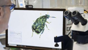 دراسة امتدت 40 عامًا تُظهر أن التنافس الجنسي بين الذكور يسرّع نشوء الأنواع، بعد تتبع 200 جيل من الخنافس في تجارب مقارنة.