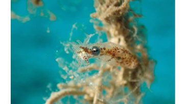 صورة لحبار قزم (Idiosepius sp). حقوق الصورة: كيشو أسادا