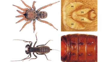 تضاعف الجينوم والمحافظة على الترتيب الجيني في العنكبوت المُجزّأ، وعنكبوت الشبكة الكيسية، والعقرب السوطِي. (A) أنثى بالغة من العنكبوت المُجزّأ (L. beijing) تُظهر البنية العامة والمغازل as: المغزل الأمامي، ps: المغزل الخلفي. (B) أنثى بالغة من العقرب السوطِي (T. vanoorti) تُظهر البنية العامة وحلقات البطن من 1 إلى 6. حقوق الصورة: Li et al., Science Advances DOI: 10.1126/sciadv.adw2173