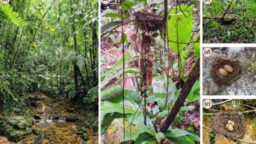 أعشاش طائر الماناكين الأزرق Chiroxiphia caudata ومواقع تعشيشها في منطقة محفوظة جيدًا من غابات الأطلسي المطيرة في البرازيل. (a) مشهد عام لموئل التعشيش، (b) تفاصيل عشٍّ مزوّد بذيل من مواد متحلّلة، (c) عشٌّ أُعيد تشكيله بعد إزالة الذيل تجريبيًّا، (d) عشٌّ نشط يحتوي على بيض حقيقي، (e) عشٌّ منقول يحتوي على بيض صناعي من الصلصال. حقوق الصورة: Biology Letters (2026).