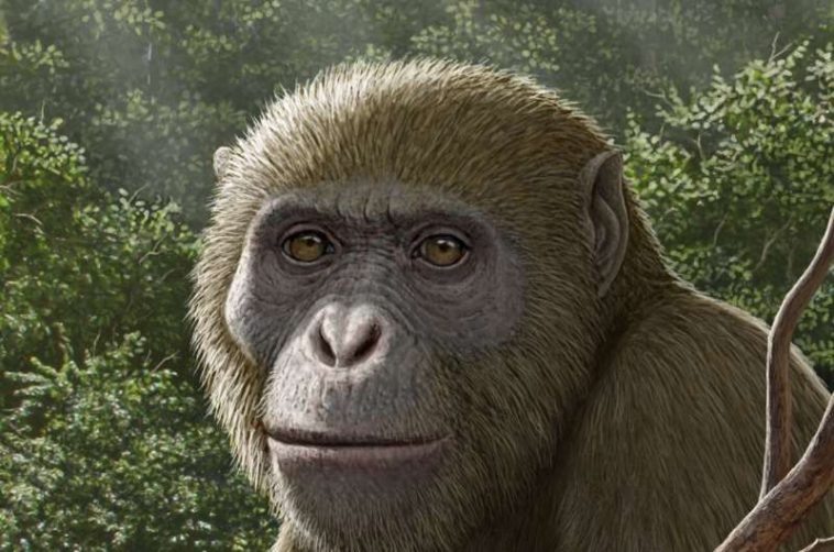 إعادة تصور Masripithecus moghraensis بريشة Mauricio Antón. حقوق الصورة: العالِم هشام سلام