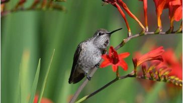 حقوق الصورة: Pixabay / CC0 ملكية عامة