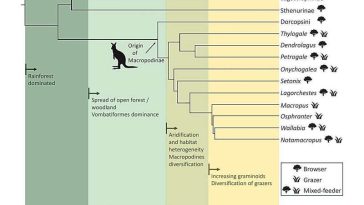 تمثيل بصري لنتائج الدراسة التطوّرية. حقوق الصورة: Molecular Phylogenetics and Evolution (2026). DOI: 10.1016/j.ympev.2026.108543