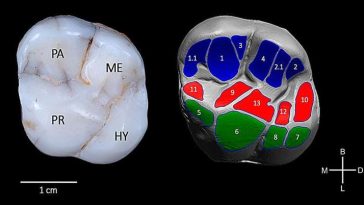 الضرس العلوي من موقع سيما دي لوس هويسوس (يسارًا): العيّنة AT-3177. ويُظهر النموذج ثلاثي الأبعاد (يمينًا) مناطق تآكل الأسنان الناتجة عن عملية المضغ، والتي تتيح الاستدلال على نمط التغذية لدى هذه الجماعة. حقوق الصورة: لورا مارتين-فرانسيس.