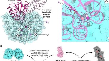 صورة: الآلية التفاعلية المقترحة لنظام نازعة الميثيل الكلورية. المصدر: Nature Communications (2026). رقم التعريف: DOI: 10.1038/s41467-026-73764-z